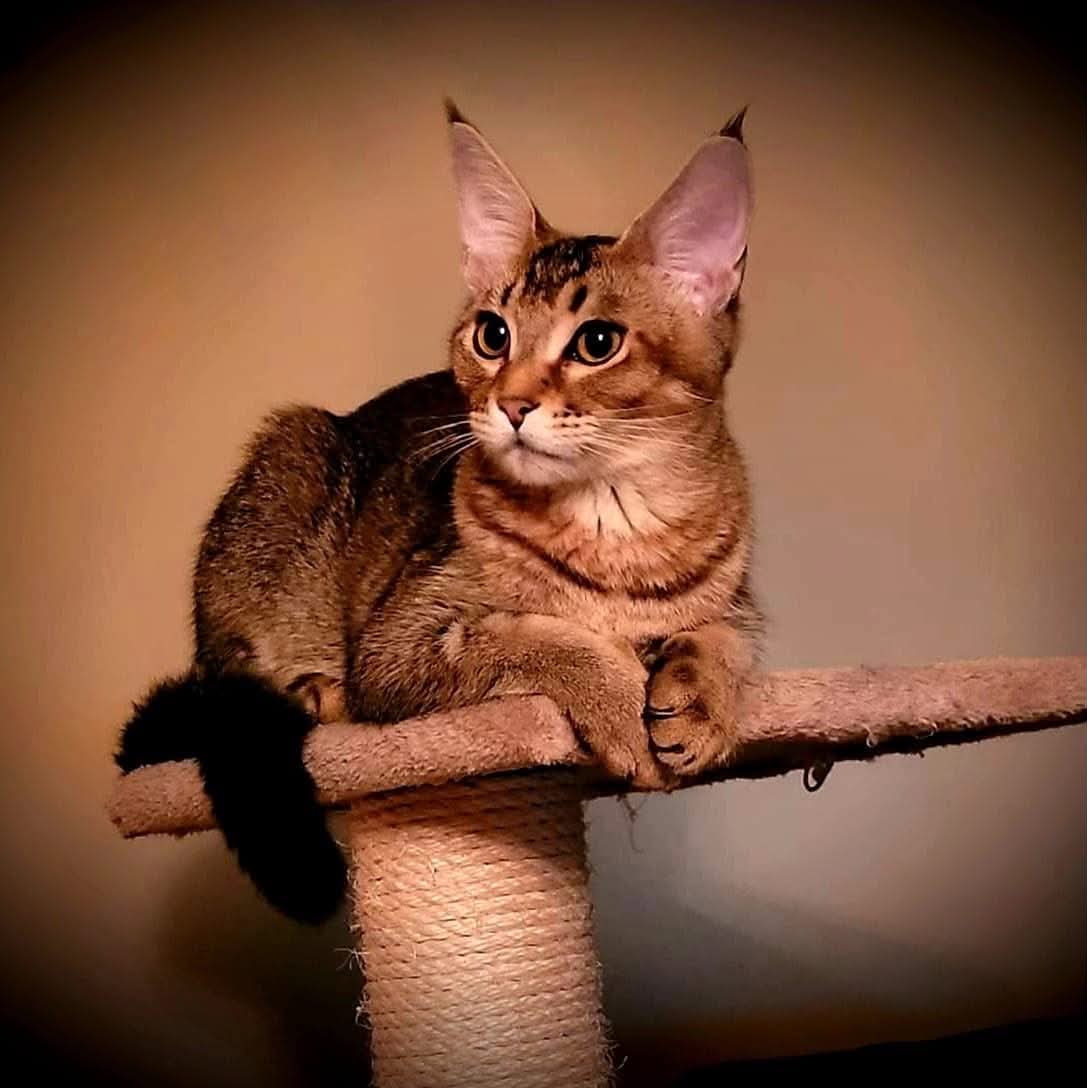 Chatterie Karmacat
