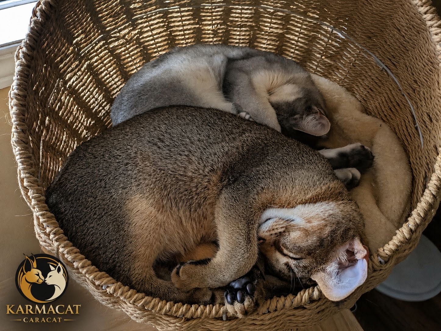 Nos chats Caracat de la chatterie Karmacat