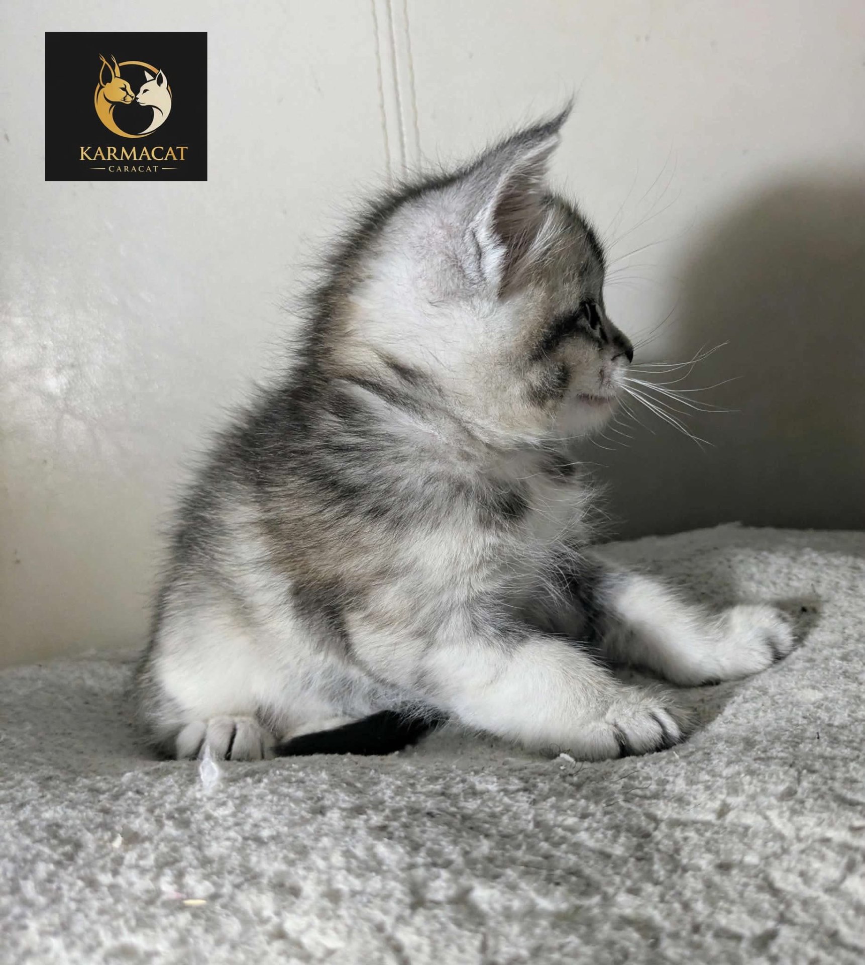 Chaton Caracat argenté de profil, oreilles dressées