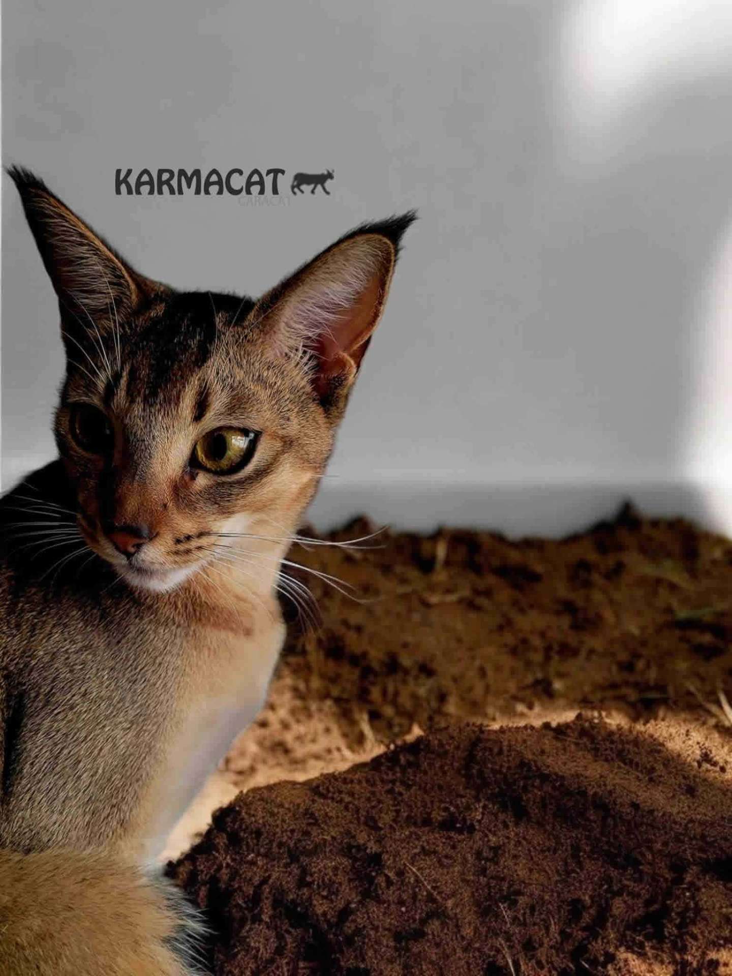 Chaton Caracat Karmacat