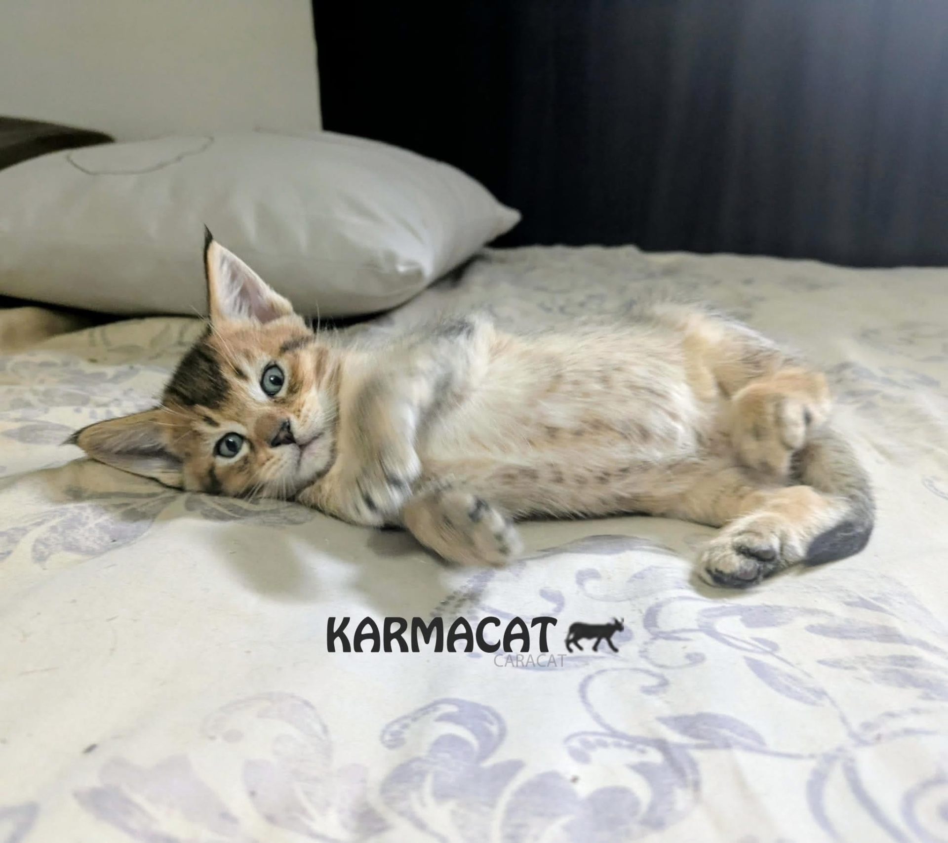 Chaton Caracat doré allongé paisiblement sur un lit