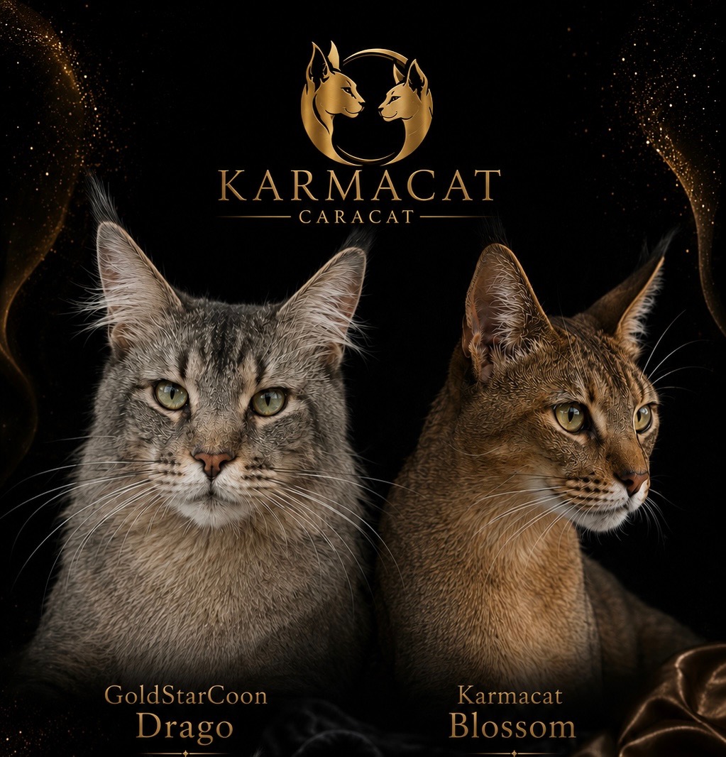 Chaton Caracat issu du mariage Karmacat Blossom et GoldStarCoon Drago