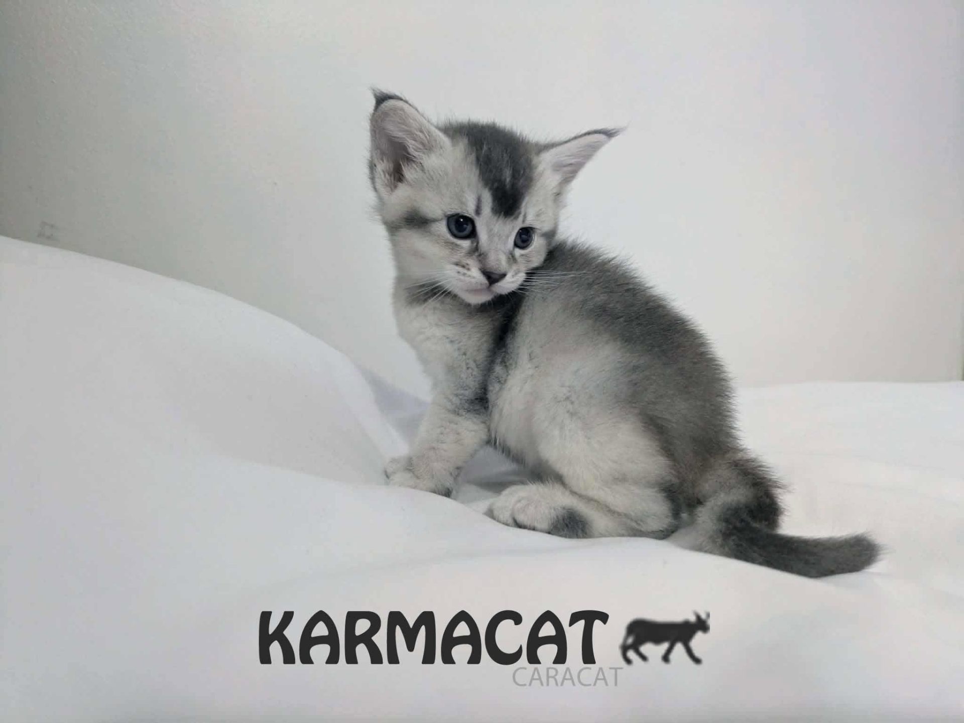 Chaton Caracat argenté assis