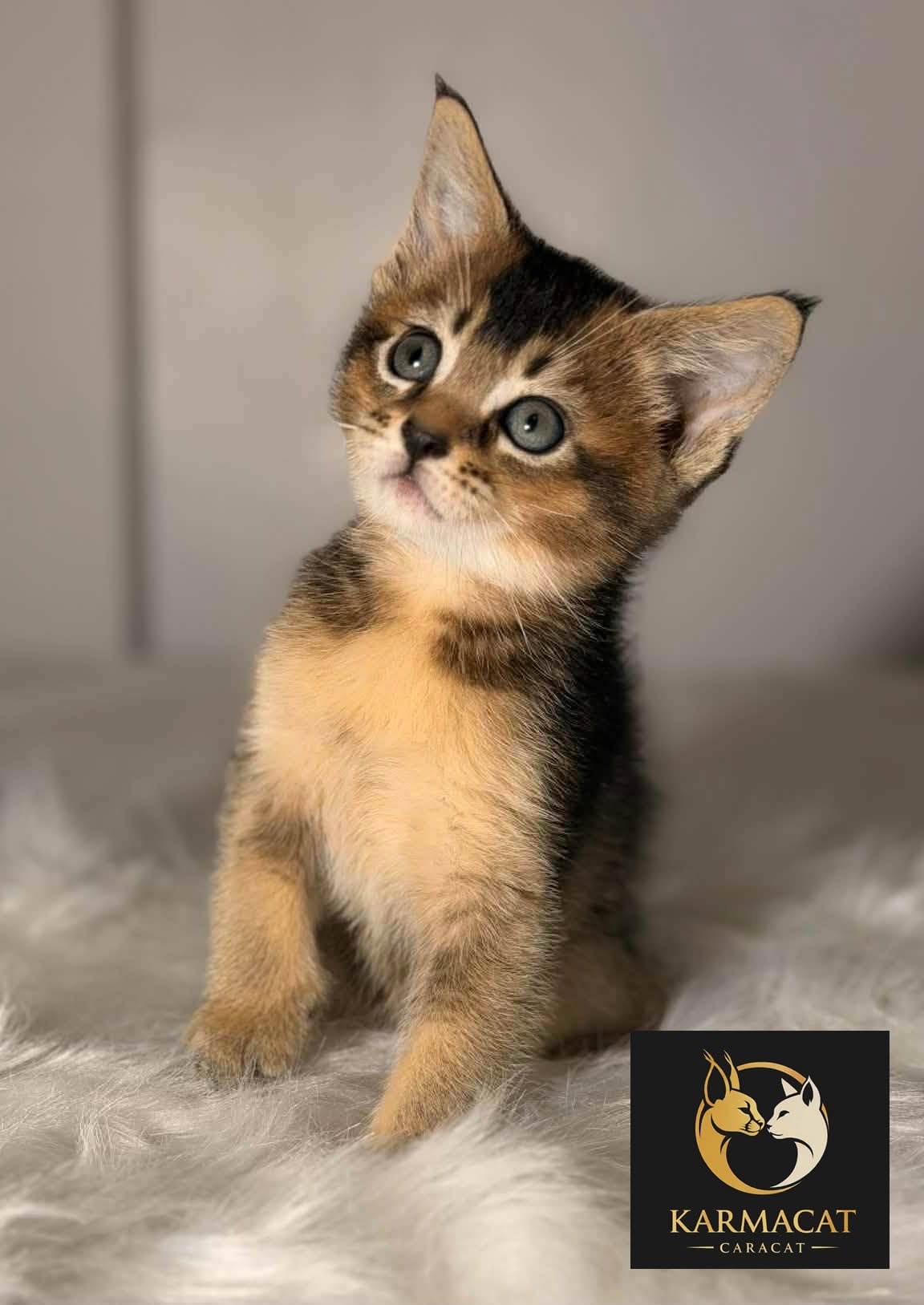 Jeune chaton Caracat de la chatterie Karmacat