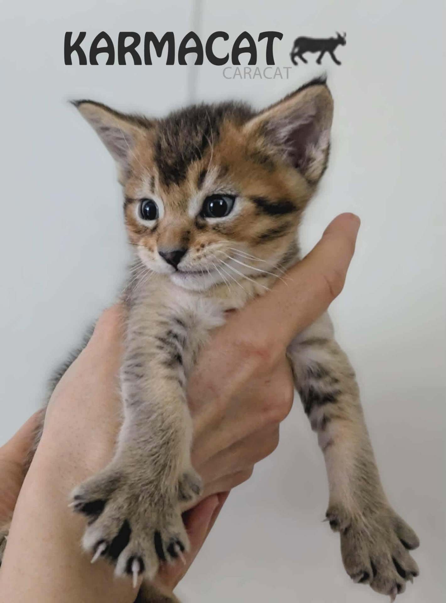 Chaton Caracat tenu dans une main, montrant son pelage tabby