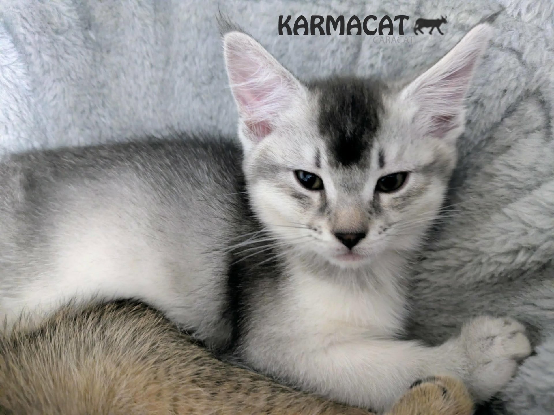 Chaton Caracat argenté couché confortablement