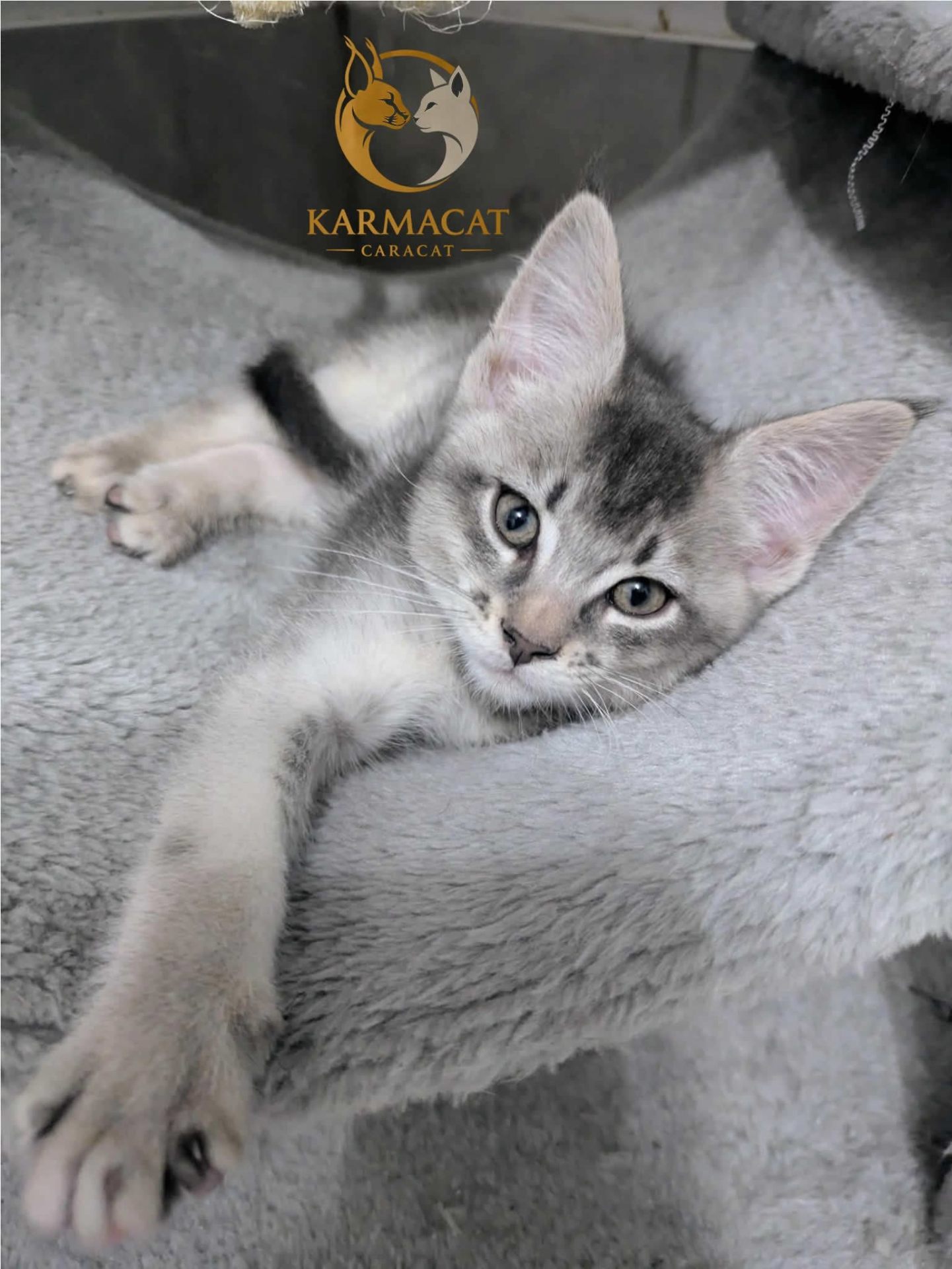 Chaton Caracat argenté allongé, regard curieux vers l'objectif