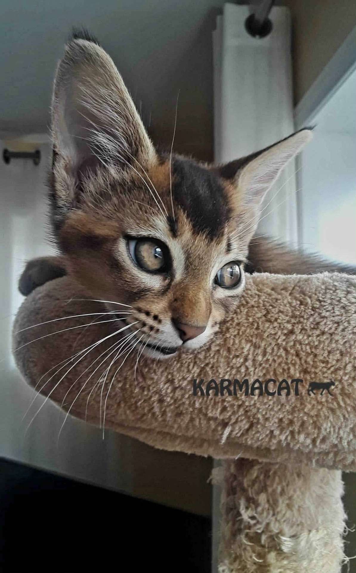 Karmacat Amari