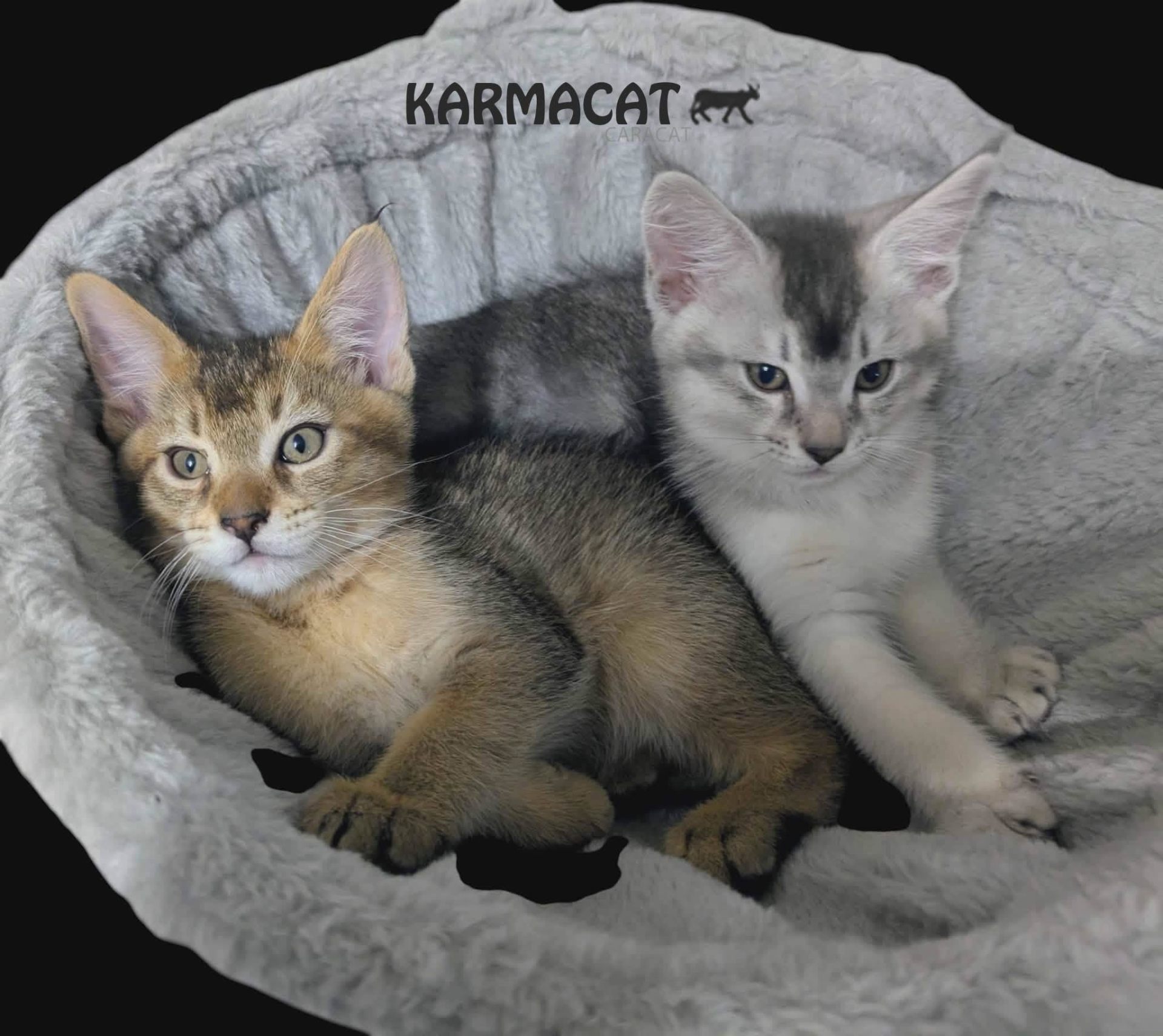 Deux chatons Caracat complices de la chatterie Karmacat
