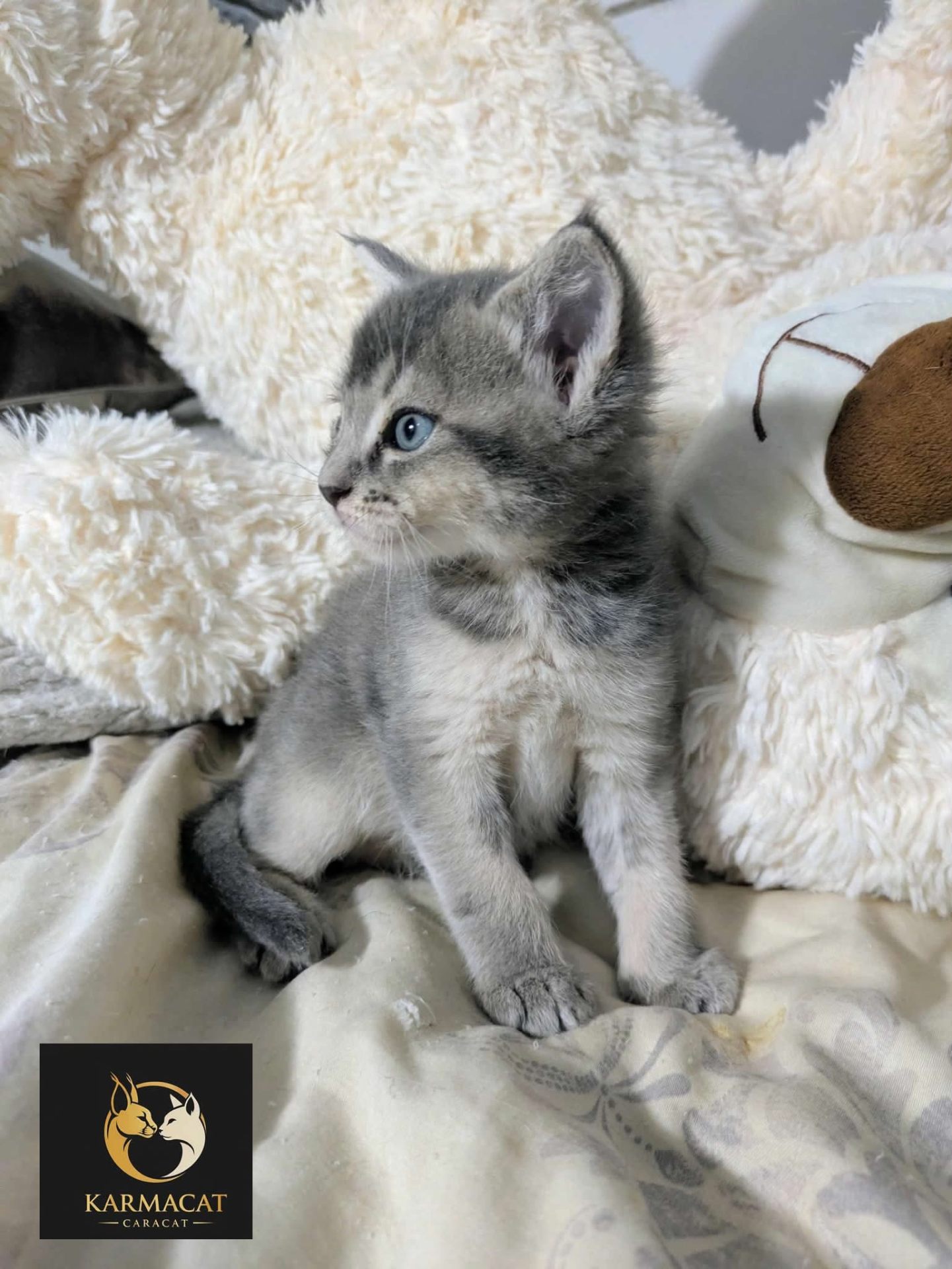 Chaton Caracat argenté assis parmi des peluches douillettes