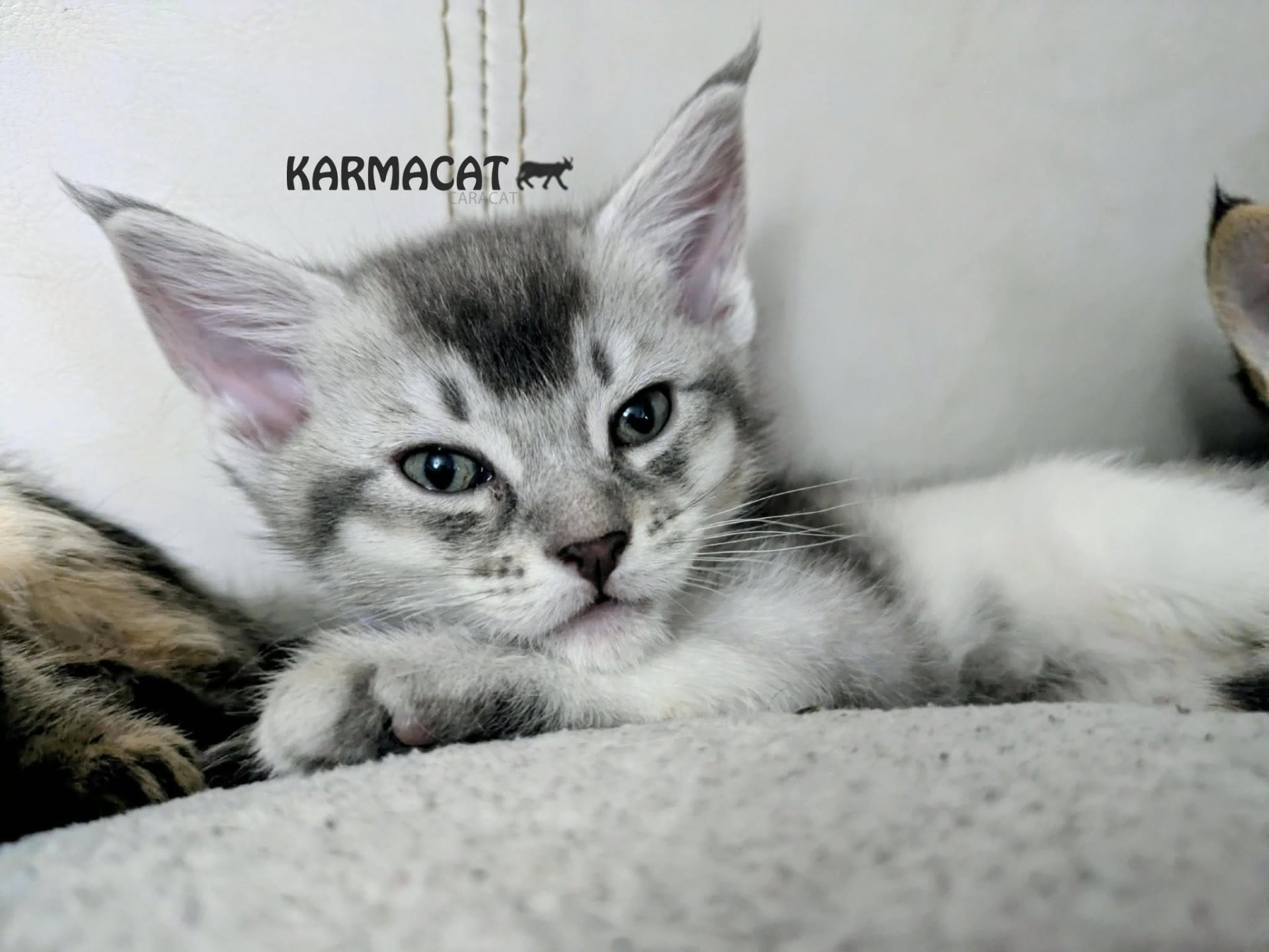 Chaton Caracat argenté montrant son pelage soyeux