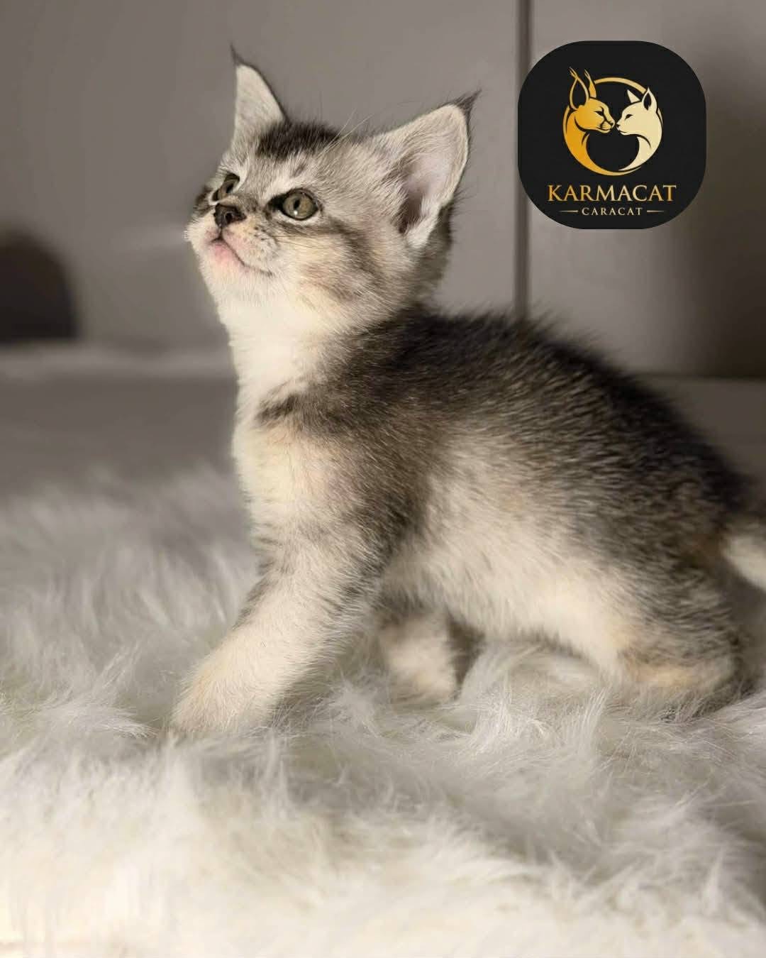Portrait de profil d'un chaton Caracat de couleur argentée