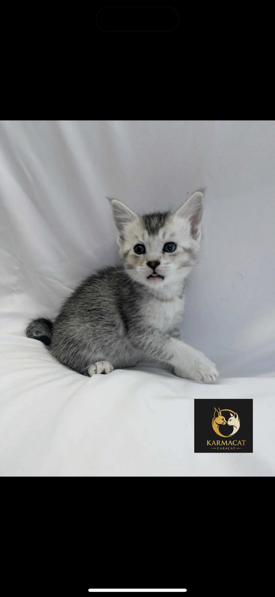 Portrait studio d'un chaton Caracat argenté sur fond blanc