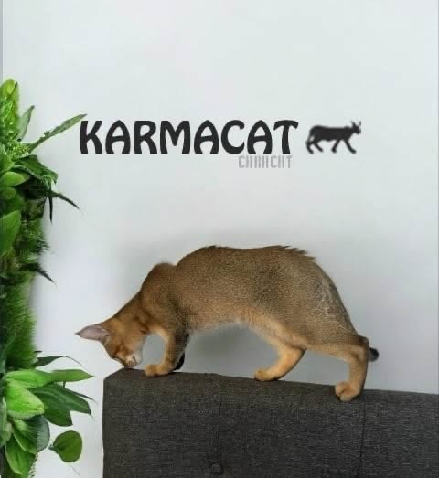 Chat Caracat adulte majestueux de la chatterie Karmacat