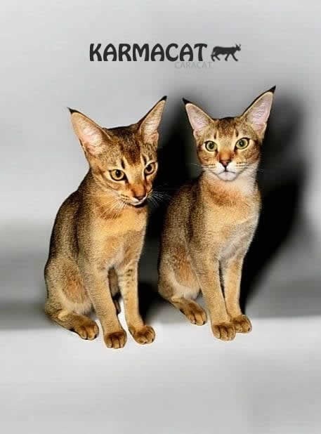 Chatterie Karmacat