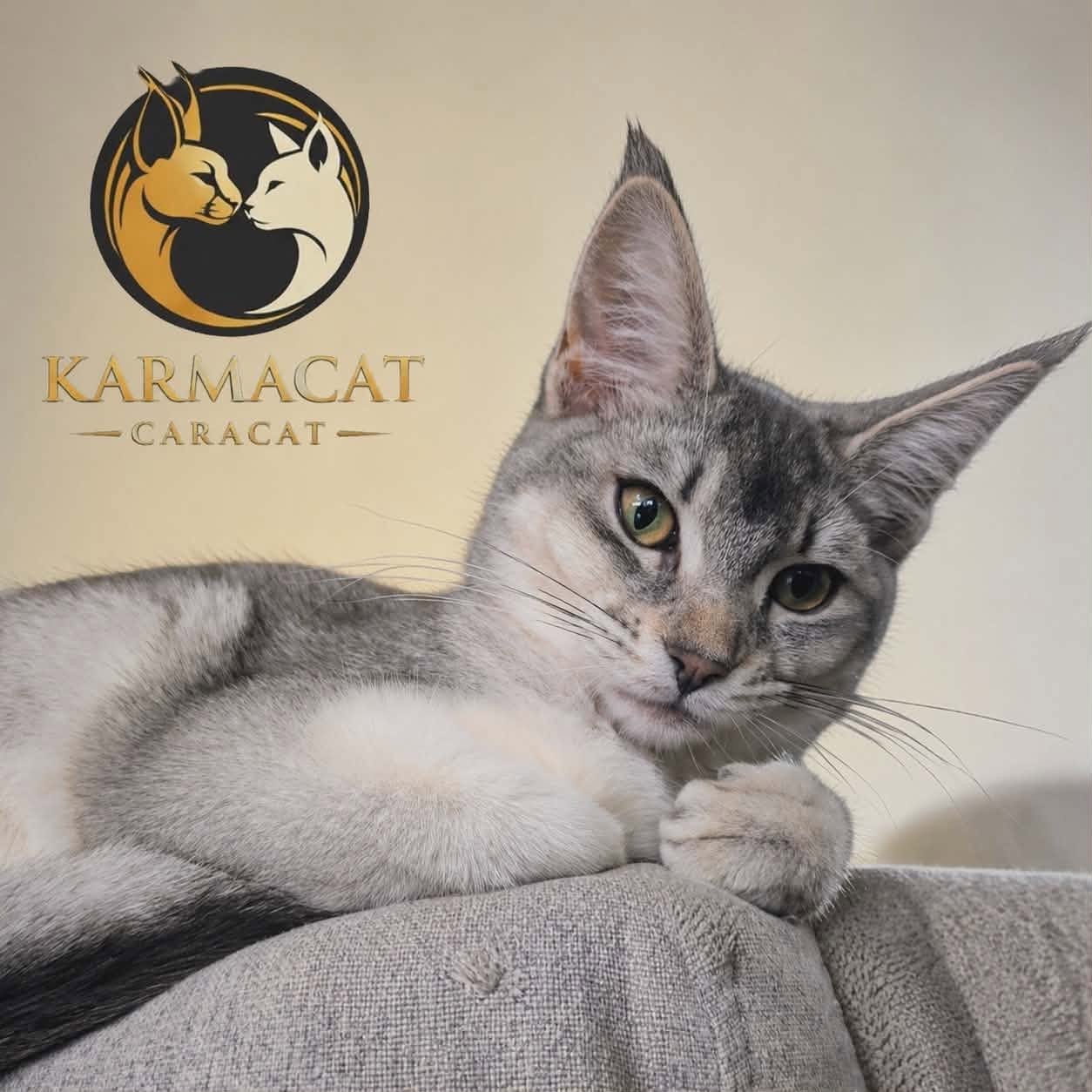 Karmacat Calypso