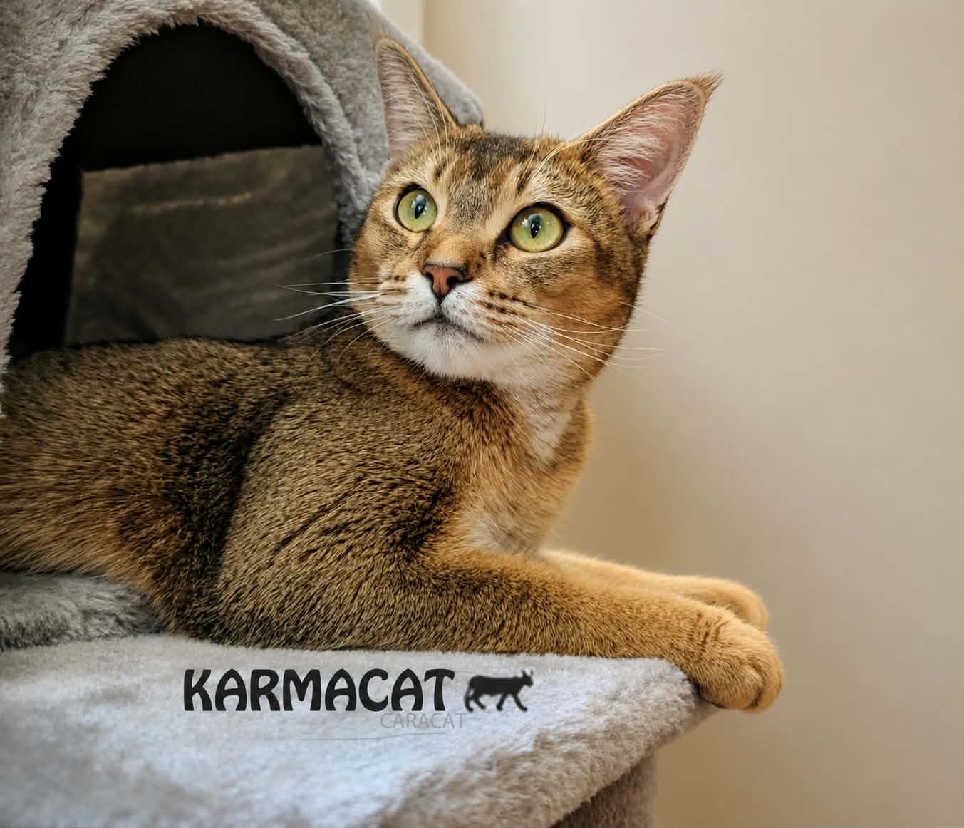 Karmacat Bloom