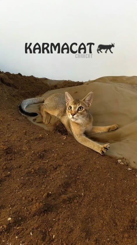 Chat Caracat de la chatterie Karmacat