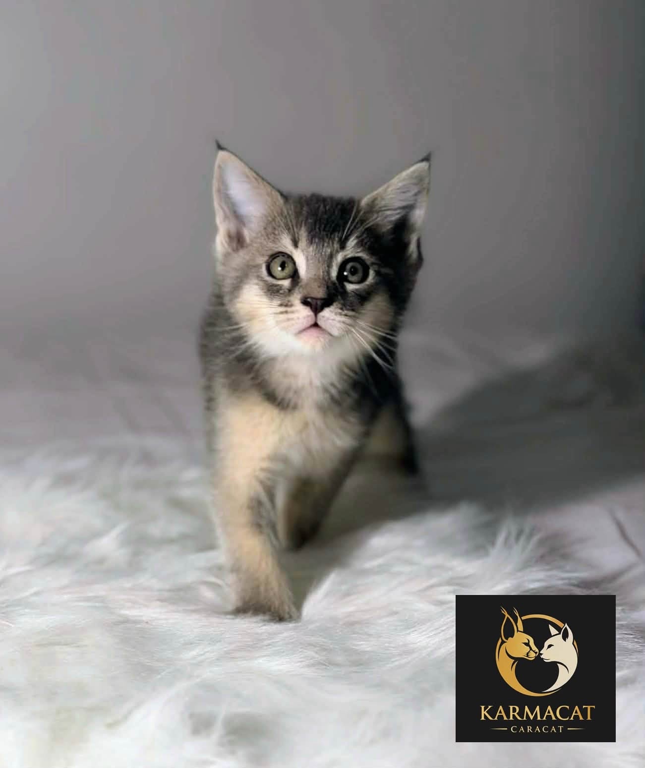 Chaton Caracat en mouvement explorant son environnement
