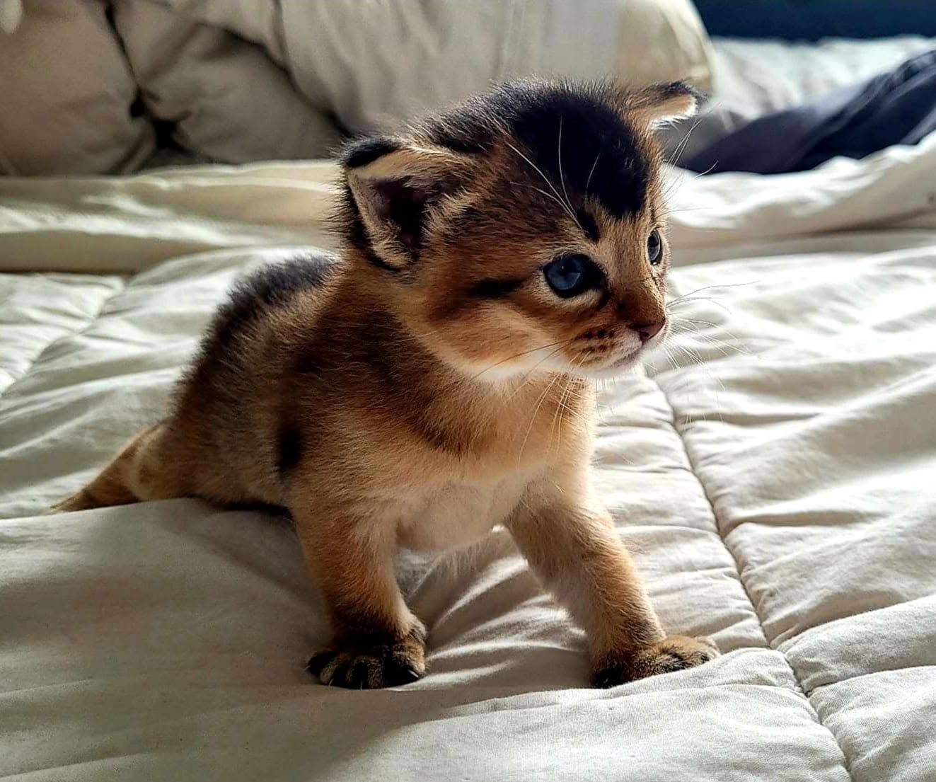 Chaton Caracat aux magnifiques yeux bleus en gros plan