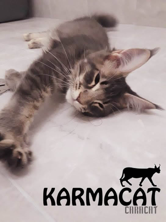 Vipleo Sahara Moon of Karmacat