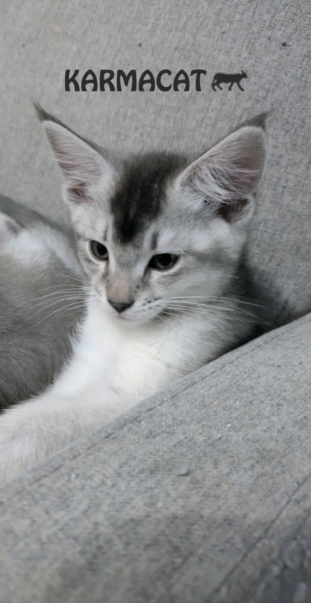 Chaton Caracat argenté debout