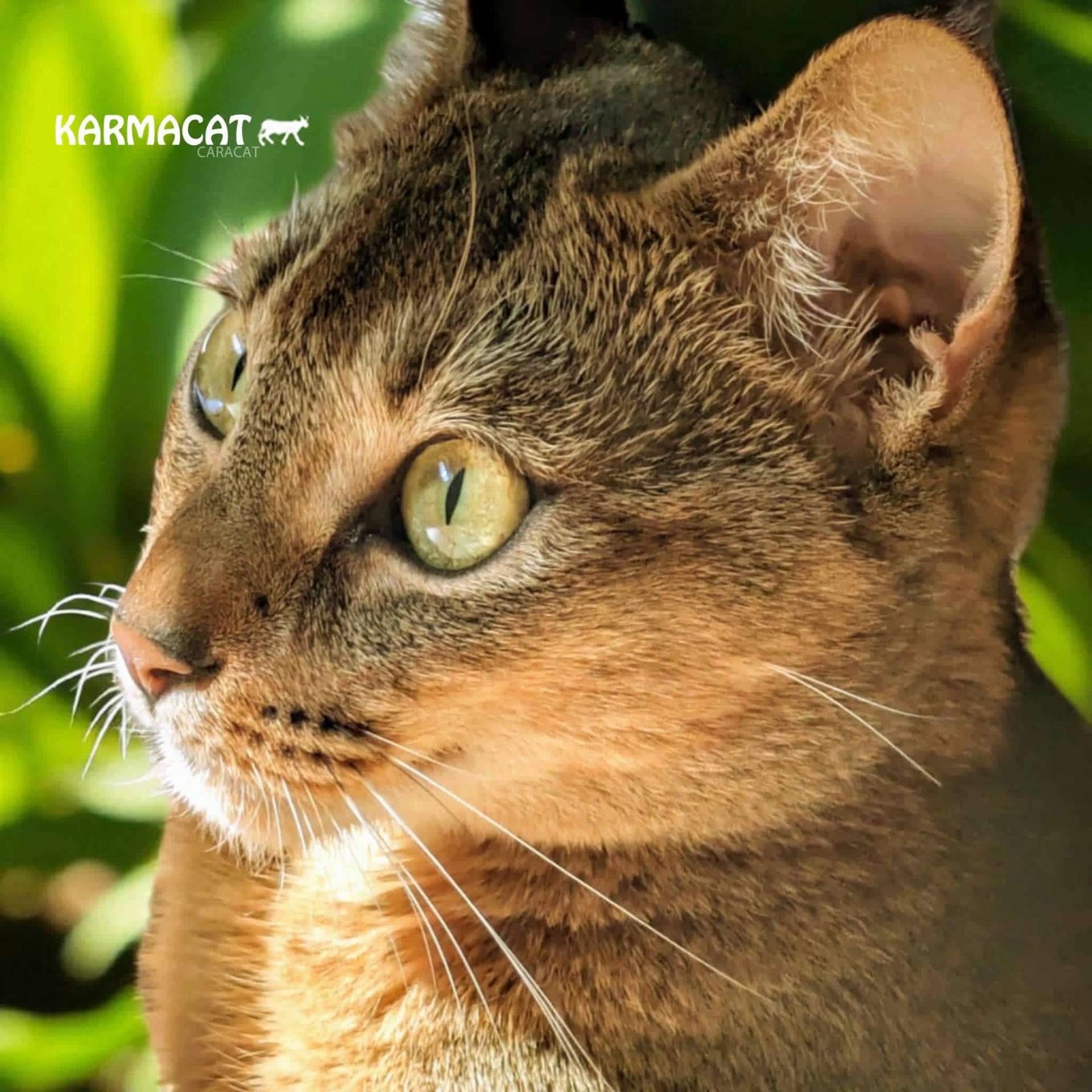 Chat Caracat illustrant le standard et la rigueur de l'élevage Karmacat