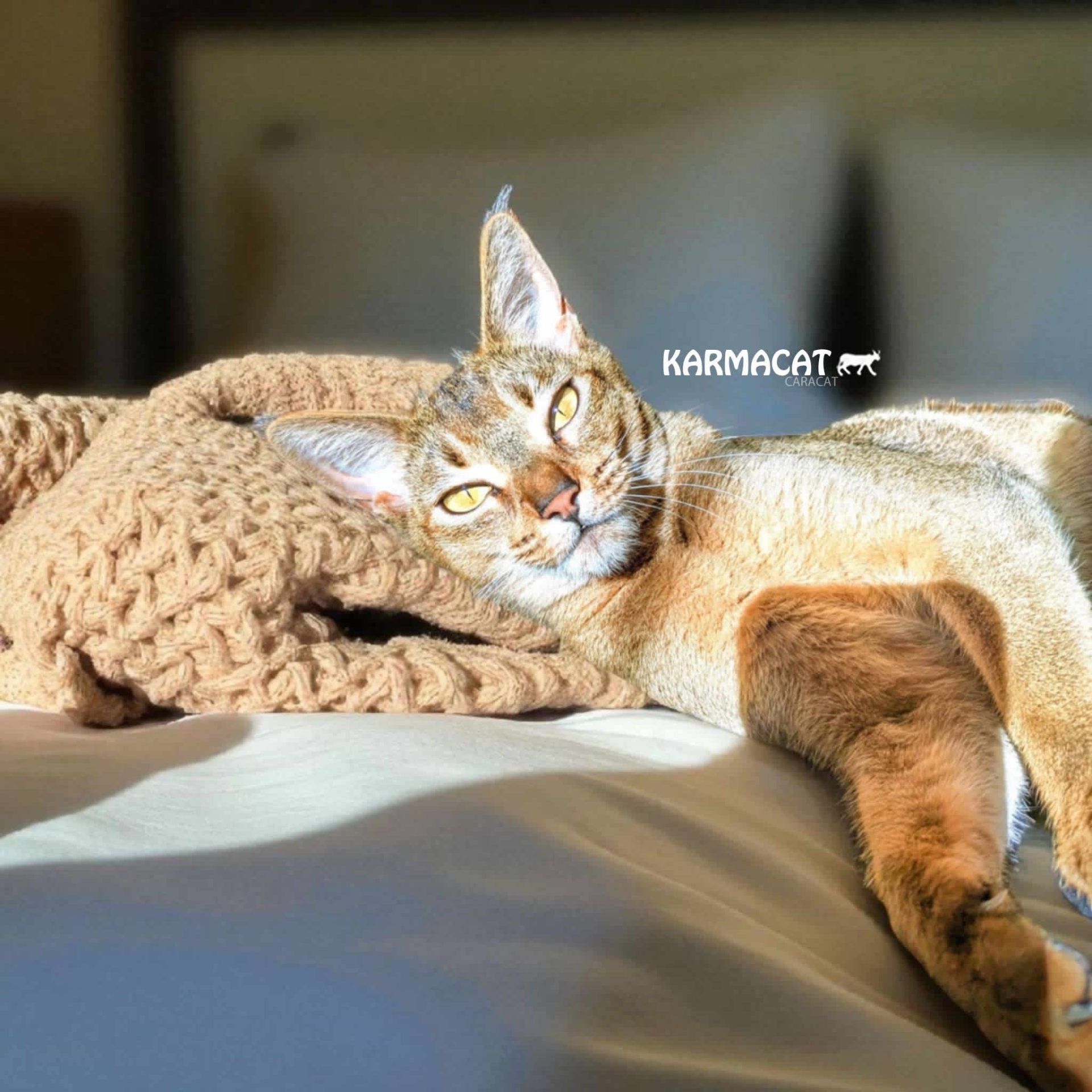 Karmacat Blossom