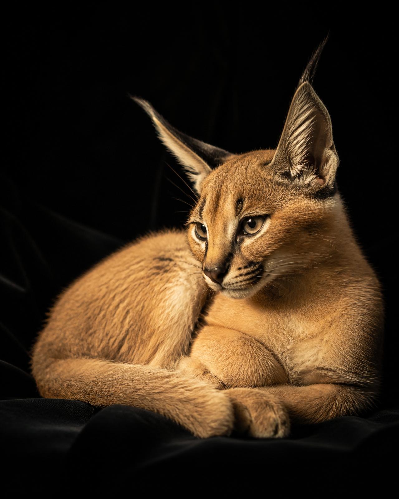 Chaton Caracat en situation de jeu montrant sa vivacité